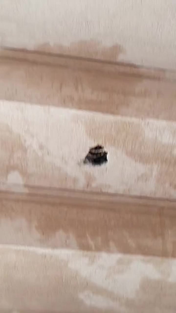 لباخ متفرغ حاليا ***********
