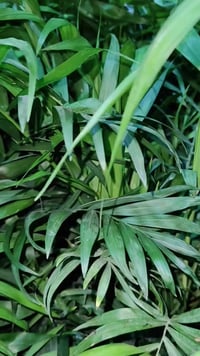 شمدورا • عروض • كورنيش حي الصحة