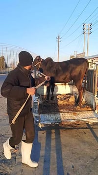 عجول عراقي • قوزي • المقدادية جسر مهروت