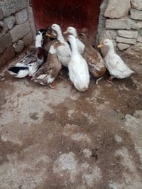 للبيع بط عراقي نضياف خشنات بيض شراط عداد ٨ أشراي يتصل على راقم 0789385...