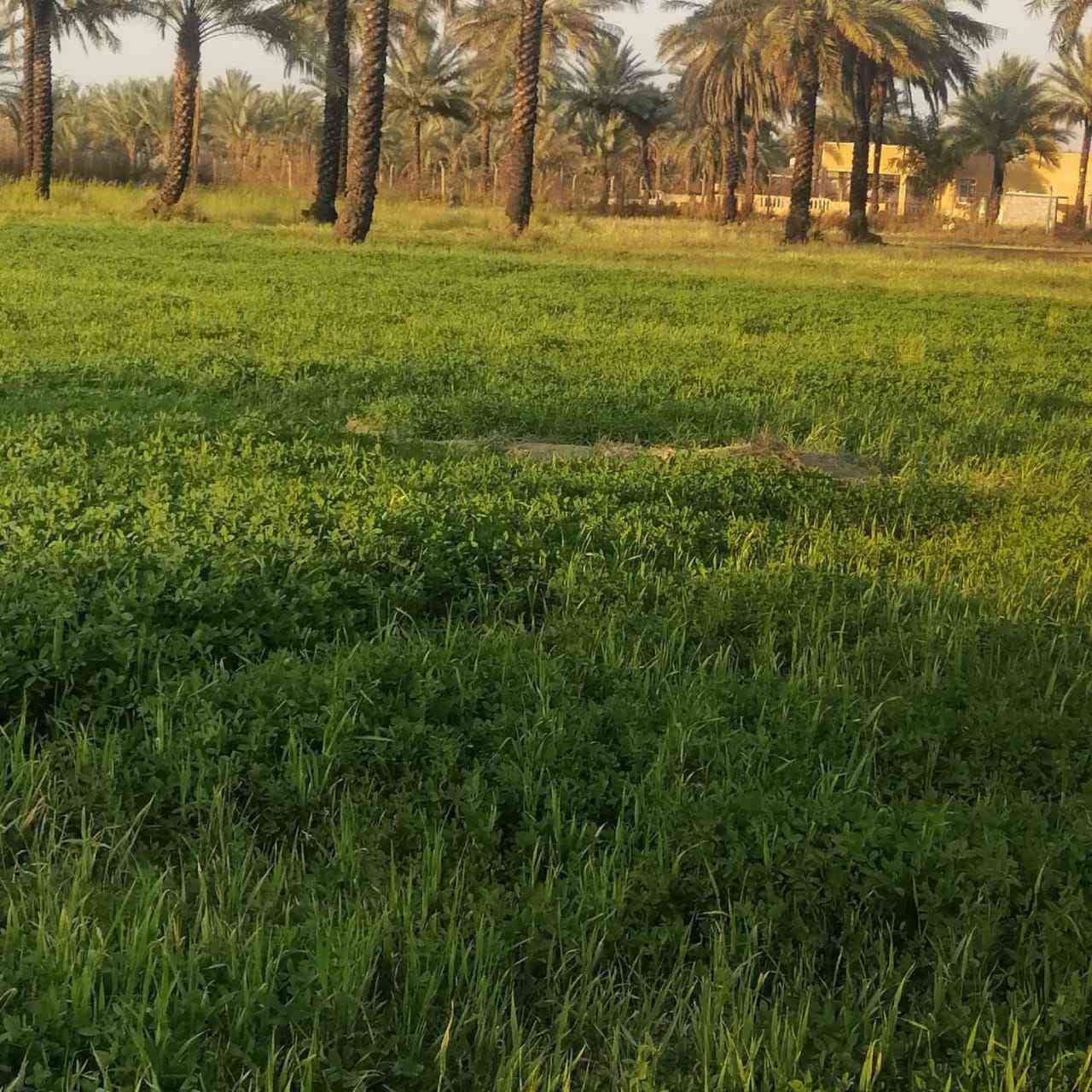 مزرعه 3دوانم ملك صرف طابو .التويثه الشرقيه بالورديه مساحه رائعه مستطيله 106×72
سعر الدونم على الخاص رجاءا بغداد, العراق


**إذا كنت صاحب هذا الإعلان وتريد حذفه لأي سبب، رجاءا أرسل رسالة إلى الدعم الفني**