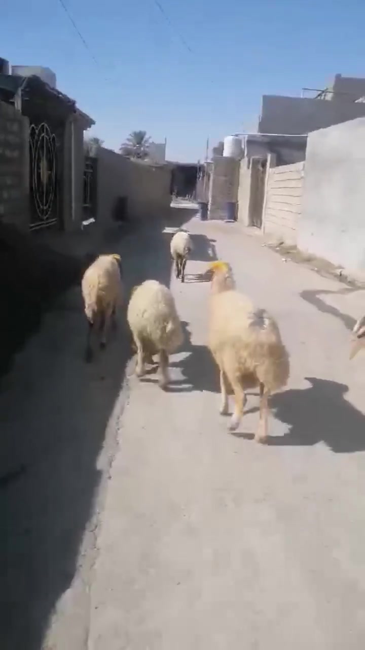 نعاج مال مجنوي درج اولى العنوان بيجي الشراي يتصل عل رقم ***********
