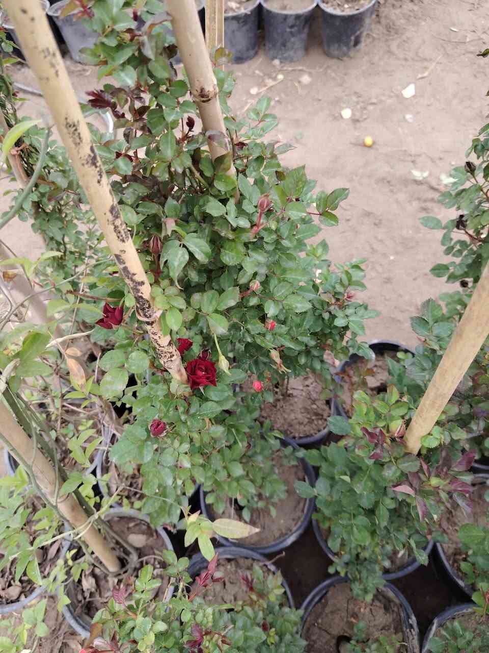 السلام عليكم
عرض اليوم
نبات النسرين المتسلق بي الوان
وردي والابيض والاحمر والناري 
القطعه اب 5000 الاف 
توصيل موجود للمناطق القريبه
الموقع /قضاء الخالص _ناحيه هبهب _عرب شوكه قرب مندي ماجد

واتس او للاتصال
***********
