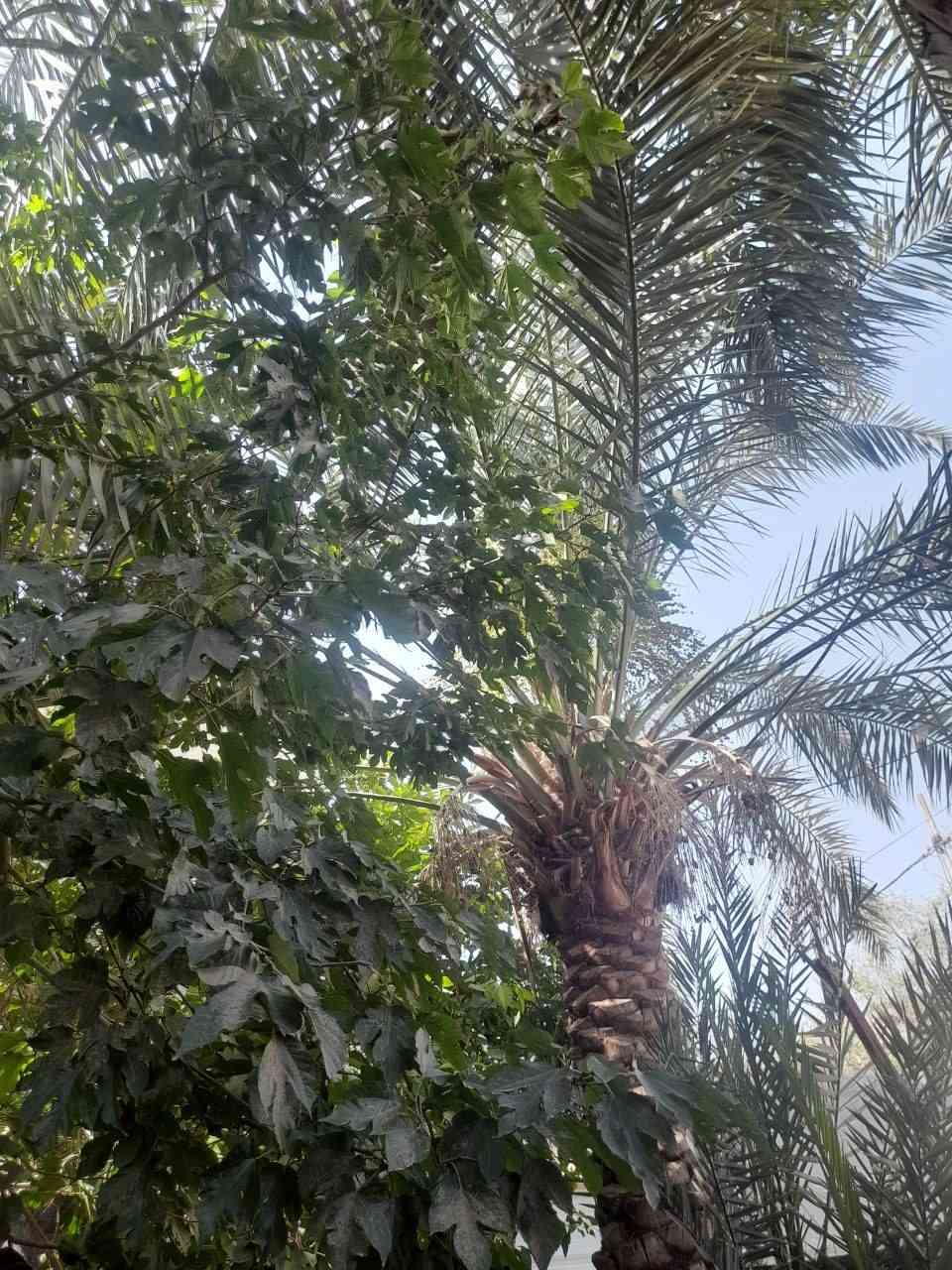 بيت للبيع طابو صرف مساحه 150بيت بسمي يتكون من حديقه براني ومطبخ وصاله غرفه وحده وجه 7ونص  نزال 20 موقع بيت يم جامع القائم قريب على مدرسة زينب رقمي *********** بي وتساب بل عافيه الي ياخذه
