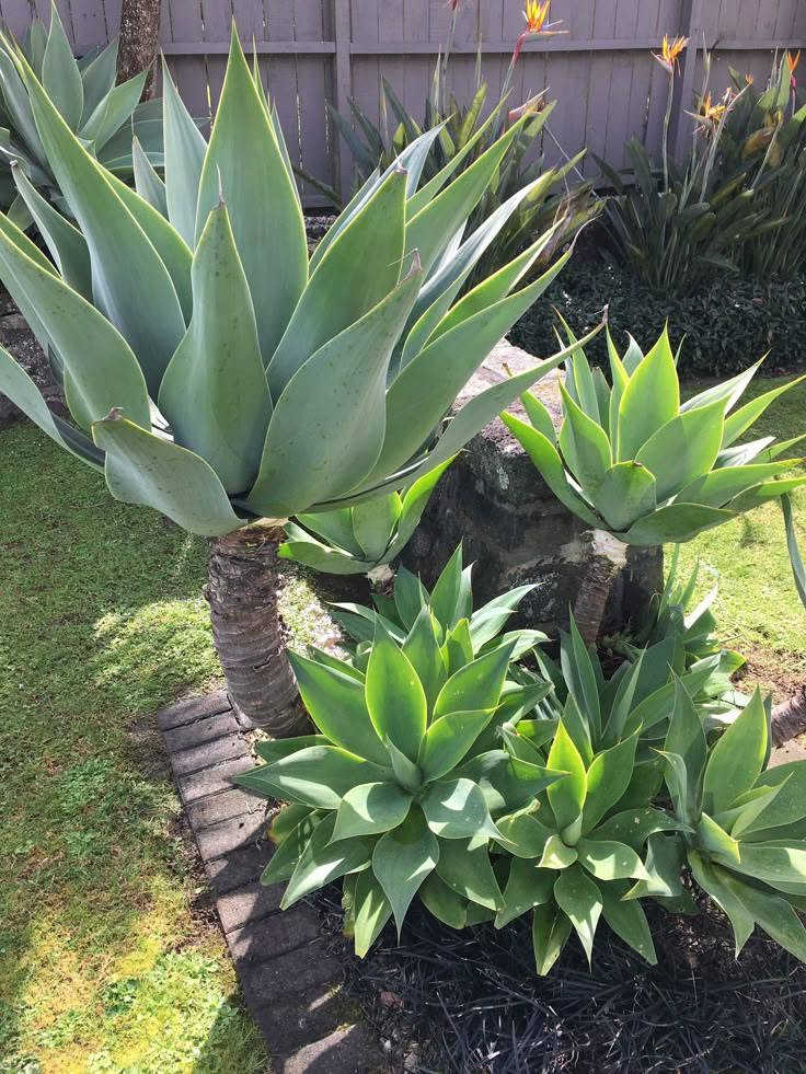 الأجاف الأمريكي
بعرض خاص⚡🌊
500 فقط سعر القطعة 
...............
الأجاف النجمي  Agave vilmoriniana .. من النباتات الدائمه ( المُعمرة) والقوية وسريعه النموا . 

ومن ملامحها:
أوراق عريضة ناعمة خضراء مائلة إلى الأزرق.
لا تظهر عليها أشواك حادة على حواف الأوراق، وهذا يميزها عن كثير من أنواع الأغاف.
تنمو على شكل وردة كبيرة وجذابة، وهي مناسبة لتنسيق الحدائق.

العناية بها :
الأجاف من نباتات العصارية القوية وتتحمل كل انواع الجفاف.
تعيش بكل انواع التربه .
تعيش بكل مكان داخل و خارج البيت .
تفضل الشمس المباشرة أو الظل الجزئي.
تُسقى باعتدال، مع ترك التربة تجف بين الريات.

واتساب ***********
لا تنسوا متابعه الصفحه 🌷 
#الأجاف #الأجاف_النجمي #نبات_دائم  #عرض_خاص #Agave #attenuata
