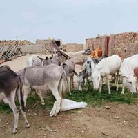 خوان طرش البيع مال تعبه العدد 13 كلهن نثايه 07859917317