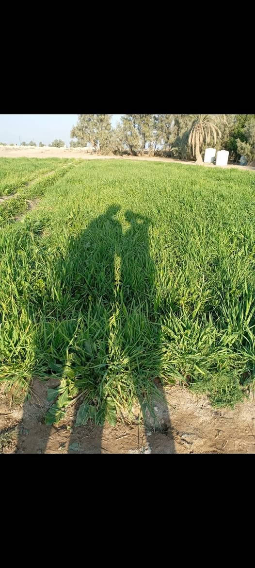 سلام عليكم ورحمة الله وبركاتة قطعة الارض للبيع مساحته 10دونم عقدزراعي المكان بابل بين جبله الامام  قرب صيطرت الزنابره قريه الصباغ   رقم الهاتف ***********
