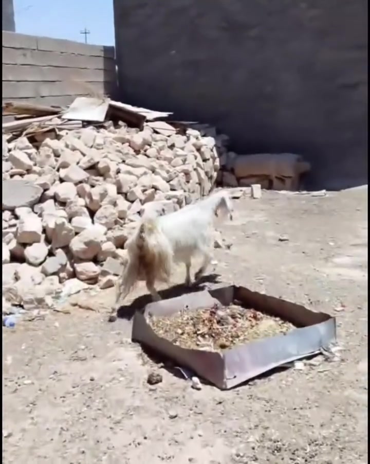 بسم الله الرحمن الرحيم.... 

اخوان عنز مال جنيه خط اول... 

عنز توامه جمه بيضه من حلال طيب.. 

اول بطن شرط اول.. 

سمينه مرتبه مال جنيه فاخره والصلاه عل نبي.. 

ليدور حلال مال بيت ونضيف هاي شوف العين... 

بكلام صاحبها ماخذه فحل ابيعك بكلام صاحبها اي..ضمان ما انطي

سعرهااا 235 وبيها مجال شي بسيط...... 

مكانه حديثه ويوجد توصيل حسب الاتفاق....... 

تريد تسوم او تعامل رقمي وبي واتساب 

***********.. احمد المحلاوي
