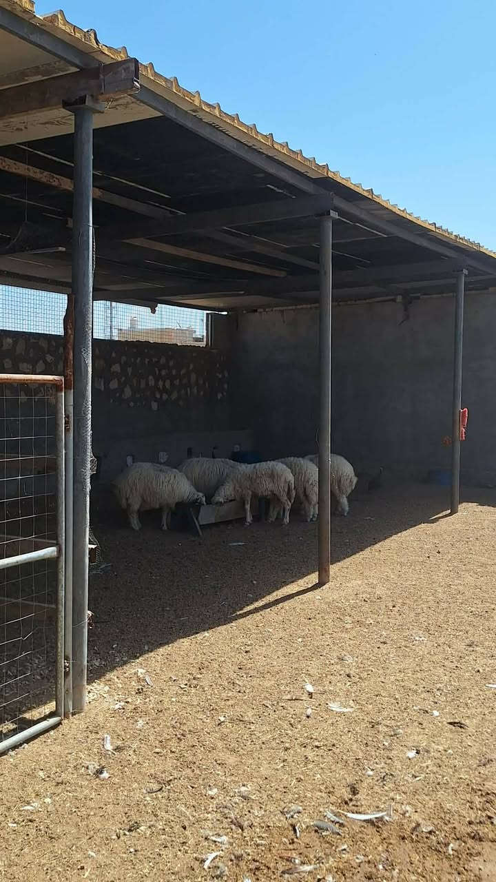 فرصة استثمارية استثنائية وعرض مميز جداً 🚨
أرض زراعية دونمين إل بيع.  كد (طابو زراعي) للبيع بموقع استراتيجي في الحيرة 🌴✨
​لكل الباحثين عن التميز، الاستثمار المضمون، أو إقامة المشاريع الكبرى (سياحية، صناعية، أو زراعية)، يقدم لكم مكتب الجنابي للعقار هذا العرض النادر:
​📍 الموقع والمميزات الجغرافية:
​الموقع: تقع الأرض على طريق الحولي (طريق أبو صخير - حيرة) في موقع حيوي ونشط.
​القرب من الشارع الرئيسي: تبعد 20 متراً فقط عن الحولي ولها شارع رئيسي خاص بها.
​التحصين: الأرض مسيجة بالكامل بالحجر، مما يمنحها خصوصية وأماناً عالياً.
​🏗️ البنية التحتية والمشاريع القائمة في الأرض:
​مشاريع جاهزة: تحتوي الأرض على حقول تربيه دواجن جاهزة وحقول للأغنام.
​ميزة مائية مميزة: توجد فيها بحيرة (تصلح للاستزراع السمكي أو كمعلم جمالي لمنتجع).
​الغطاء النباتي: الأرض مزروعة بـ أشجار النخيل.الاستفسار مراجعة مكتب الجنابي للعقار في المناذرة حي الزهراء قرب مدرسة المشرق العربي عمود93 أو الاتصال على الرقم التالي ***********
السعر خاص
