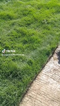 ثيل طبيعي • هندي درجة أولى • ديالى