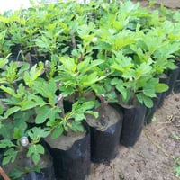 تين بني مسلم • توصيل مجاني • الانتصار