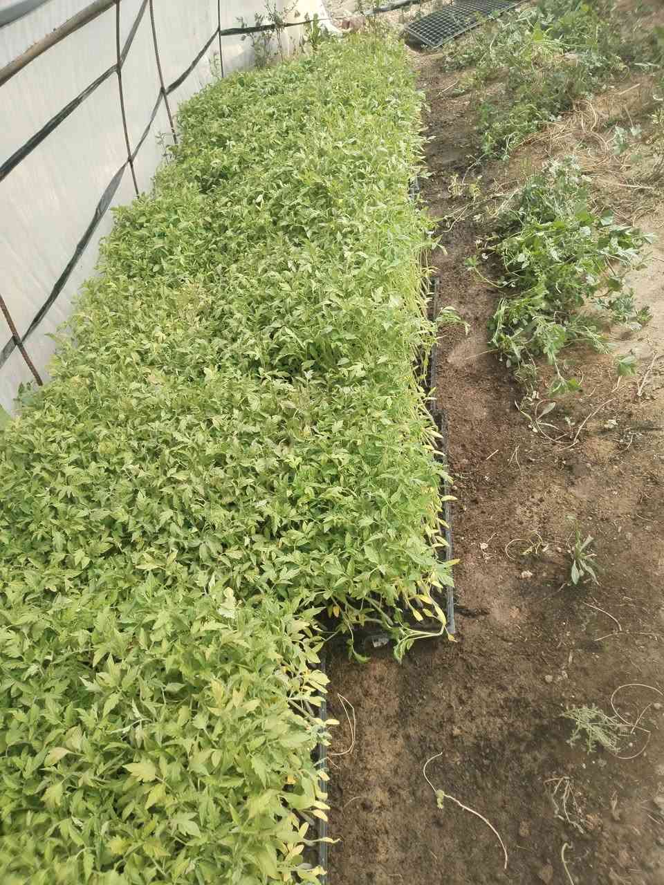 طماطة للبيع العدد 17 فلينه ***********
