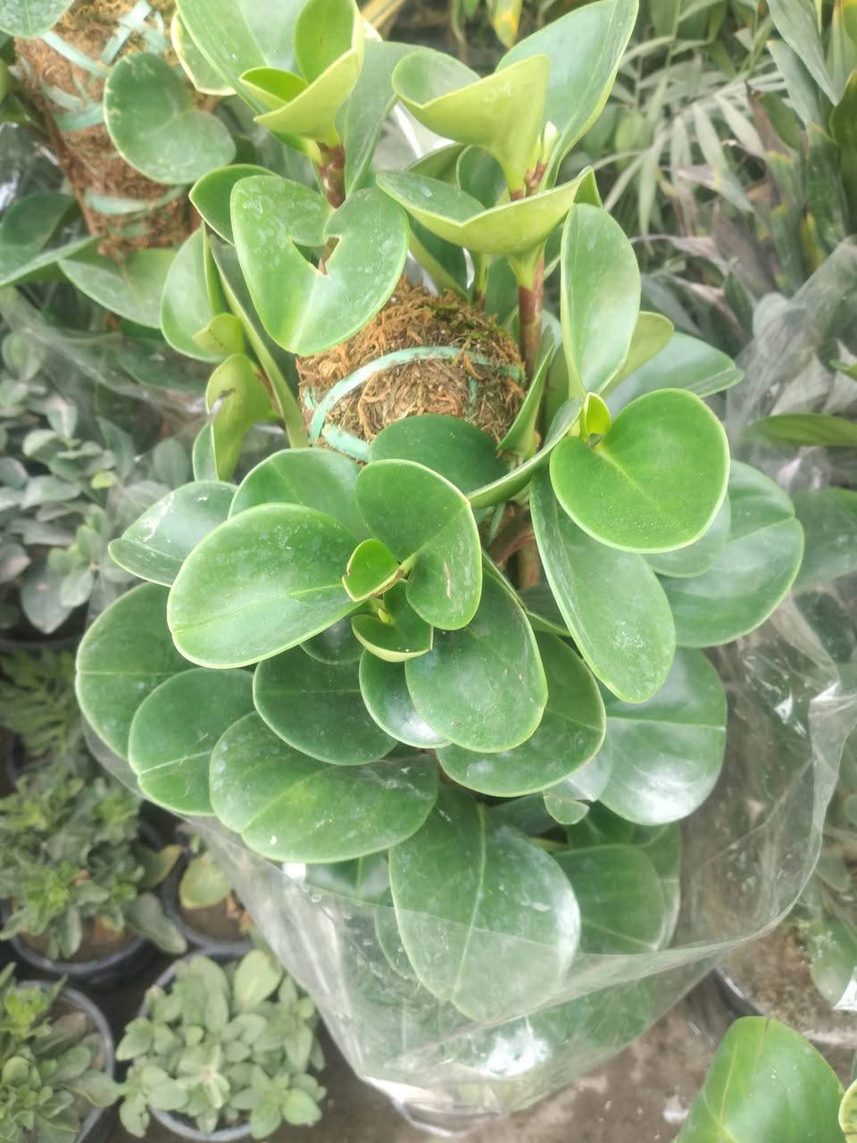 مسواك جديد في المشل من الضليات والخارجيات الدائميه والموسميه وعنب وعرموط وتين تركي ابيض واسود  وخوخ ومشمش  وتفاح نوعيتين  شرابي وكاغدي ورارنج وبرتقال ونومي حامض العنوان المسيب الشيوخ مجاور عمارة دولفين  مقابل لميس الفرع الاول


**إذا كنت صاحب هذا الإعلان وتريد حذفه لأي سبب، رجاءا أرسل رسالة إلى الدعم الفني**