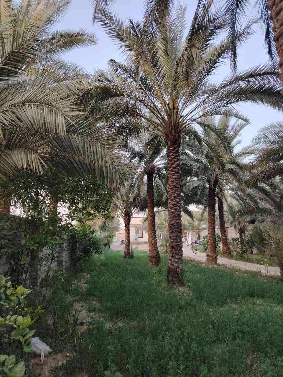 سلام عليكم.  بناء 2026 
للبيع دونم وربع مع بيت مساحه ٢٠٠ متر بي ٣ غرف نوم قريب عن تبليط وقريب عن شارع العام المكان كربلاء الحر منطقة الجمالية وبئر ماء حلو يعني مايحتاج تنظر نهر الاستفسار مراسله الصفحة محمد الطائي 
أو واتساب ***********
