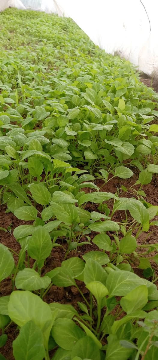 السلام عليكم 
دوايه بيتجان للبيع  مكان الجالسيه رقم ***********
