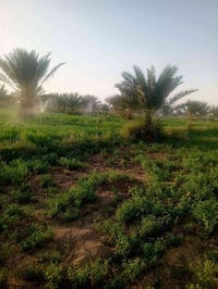 ارض زراعية • 3 دونم • طابو زرعي