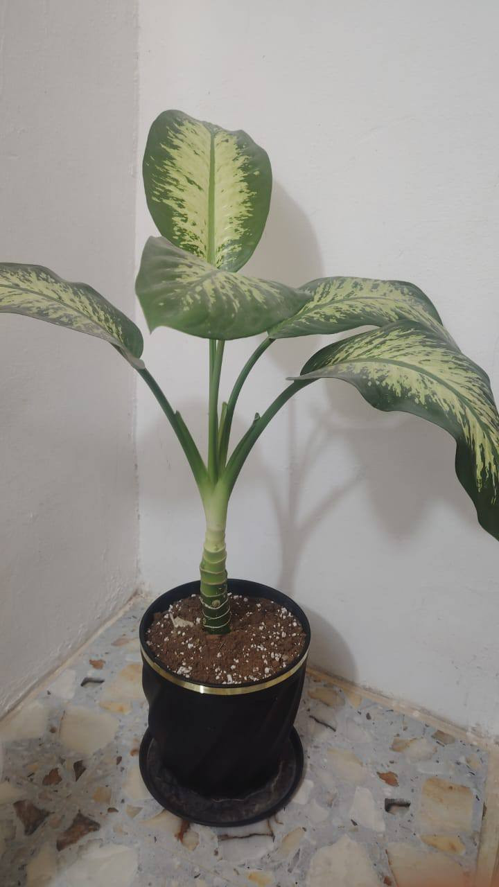 نباتات ضليه للبيع


**إذا كنت صاحب هذا الإعلان وتريد حذفه لأي سبب، رجاءا أرسل رسالة إلى الدعم الفني**