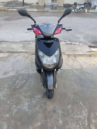 سكنس فحل • نوزل كوري • ويل ذهبي