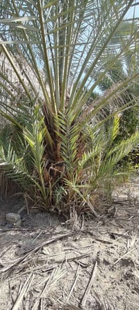 فسائل نخيل • نيرسي • بابل