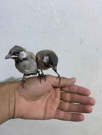 زوج بلابل • اليفات