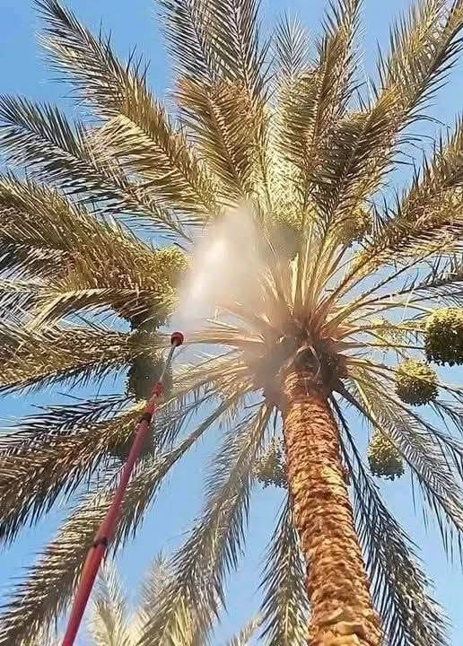 بسم الله الرحمن الرحيم 
عمل  ذي قار الناصريه فقط 
يوجد كادر متخصص  علاج النخيل  (الثمر)  من  العناكب  والغبيره   بجهزه حديثه  العمل في الناصريه فقط. رقم  *********** واتساب
