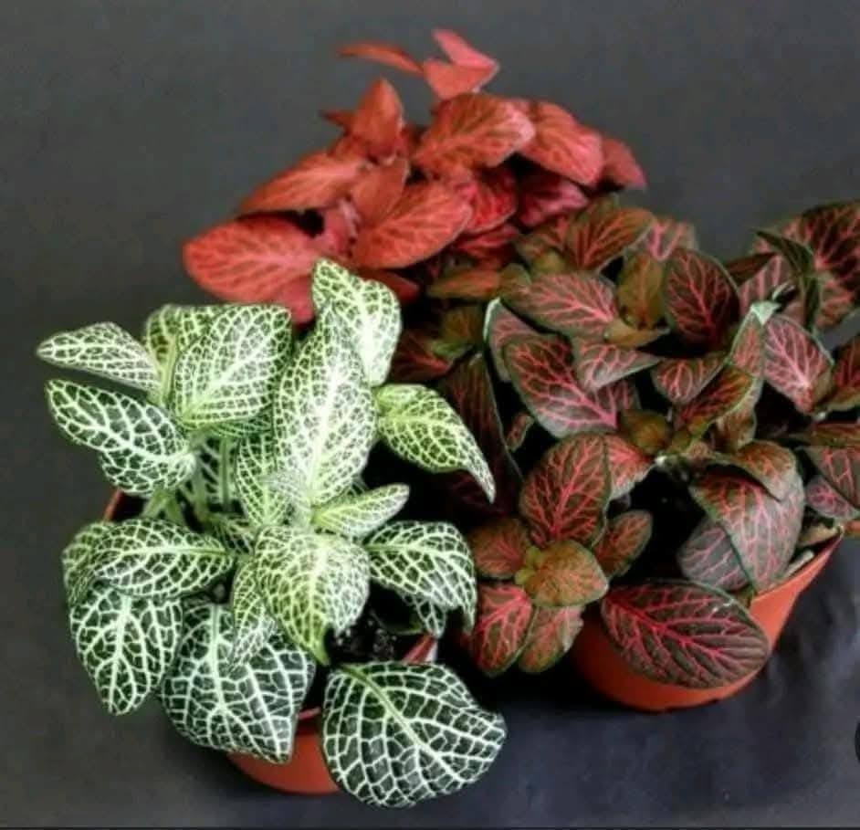 وعليكم السلام ورحمة الله وبركاته،

وصلت وجبة جديدة ومتنوعة للمشتل تشمل أصنافاً عديدة من الأشجار والنباتات والورود:

برتقال - ليمون - نارنج - نانكي (فل فلوريدا) - فيتونيا (وجه عروس) - دمع الطفل - كاريزيا - تراجي العروس - عطرة چاي - عطرة نعناع - ورد جهنمي متسلق (الوان) - ورد جهنمي شجري - ورد جوري سلطاني - ورد قزمي - فريزيا - رازقي عطري - تين بني مسلم - تين اسباني - روز ماري (إكليل الجبل) - ورد داوودي - قرنفل - فكس عادي - فكس بنجامين - كلمنتينا (كلم توز) - نبك (سدر) تفاحي - نبك (سدر) عادي -بخور و دورنتو ليموني  و زيتون  و مشمش و تكي دودي - سجاد و اكاسيا مصري  وغيرها من الأشجار والشتلات المتنوعة.

للتواصل والاستفسار خاص
العنوان: تقاطع سبعة نيسان


**إذا كنت صاحب هذا الإعلان وتريد حذفه لأي سبب، رجاءا أرسل رسالة إلى الدعم الفني**