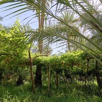 أبو تمر • ١ دونم • طابو زراعي