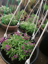 مشتل حديثة • نباتات خارجية • ورد شبكه