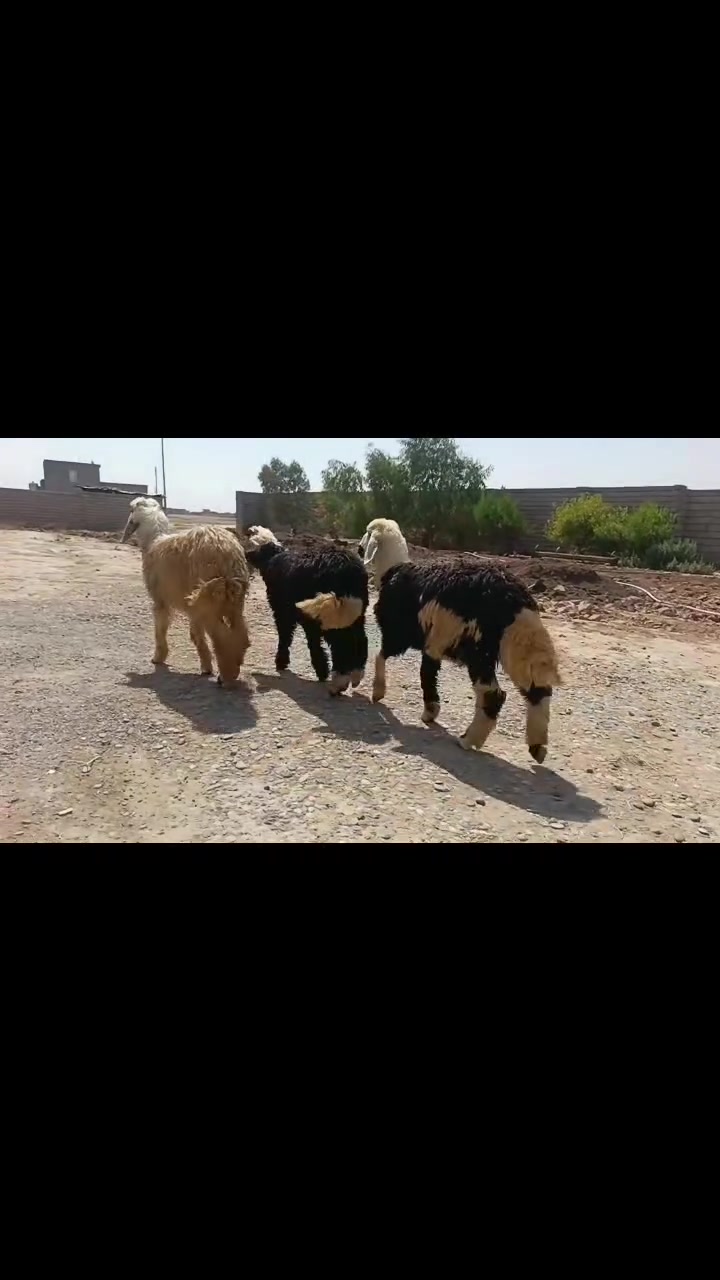 السلام عليكم
خرفان خشنات حيل يرهمن أفحل
ويرهمن ربط
مكفولات على كل عيب
مكاني الشرقاط قرية شكرآ للاستفسار اتصل
***********
***********
