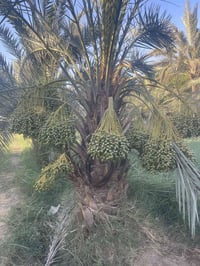 بستان • ٨٠ نخلة • الرميثه