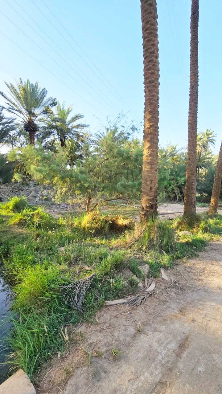 🪷بـستان للبيع مساحه (١٩٠٠ )متر طابو زراعي سند ٢٥ قرار وتنازل بالمحكمه سند مفروز وحده بأسم شخص واحد
🪷بـستان للبيع مساحه (١٩٠٠ )متر طابو زراعي سند ٢٥ قرار وتنازل بالمحكمه سند مفروز وحده بأسم شخص واحد 
قريب جدا للشارع مسافه ٥٠ متر عن الشارع و١٠٠ متر عن الشط
متوفر جميع للخدمات قرب شط الكوفه  مقابل الكورنيش 
العنوان : النجف الاشرف . قضاء الكوفه ، قرب البو ماضي 
عقار ١٨ مقاطعه ١٩ سند ٢٥ 
✋ السعر  225 مليون  ***********
