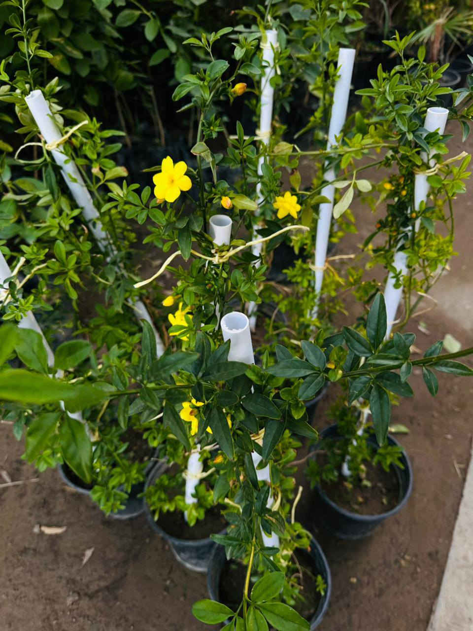 يومكم مبارك 🎋
عروض متوفره داخل #مشتل_النورين🌹🎋
  تتوفر كميات من الورود إلضليه 🪴
كذالك الأشجار المعمرة 🎋🌴☘️
 الورود الموسميه والدائميه 🪴🎍
 كذالك وفرتلكم الاينات لحدائق والأقواس 
 كذالك وفرتلكم الورود المائية وبجماليه كلش مختلفه 🌲
🌴
 #عنوانه_شارع_الغطاس_خلف_المجمع_السوري


**إذا كنت صاحب هذا الإعلان وتريد حذفه لأي سبب، رجاءا أرسل رسالة إلى الدعم الفني**