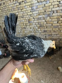 فراريج • ديوجة • ٣ أشهر