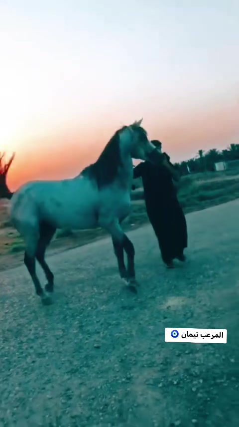 سلام عليكم خيالتنه حصان لبيع نيمان حض وبخت مال طراد اوخياله عمره ٦ رتفاعه ١٥٤ لبيع مراوس فرس حسب الاتفاق مكان ميسان تصال ***********
