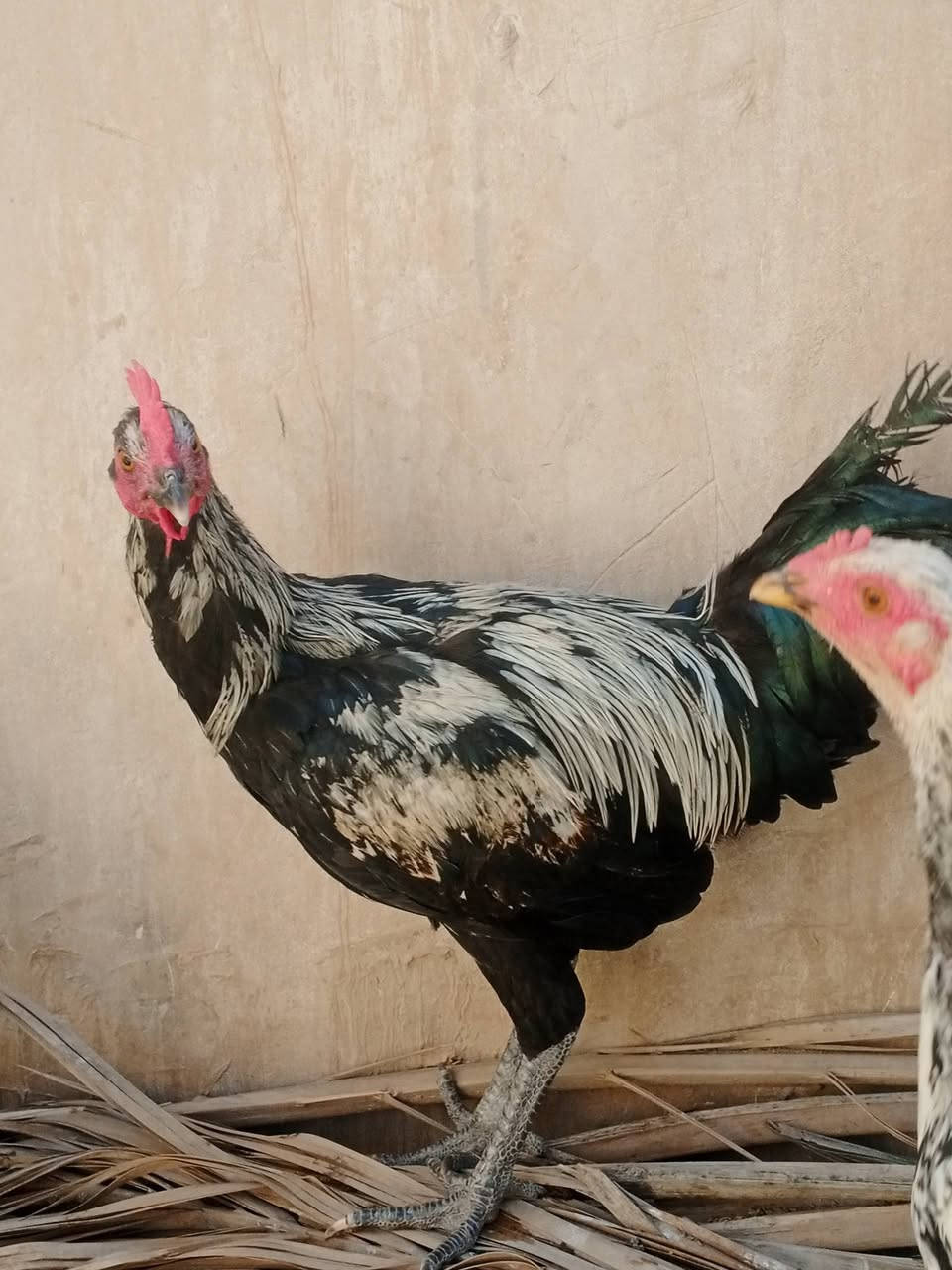 متاح 3 ديوكه عرب ترهم ذبح ملأت بيت  لتواصل خاص مفتوح الرقم ***********
