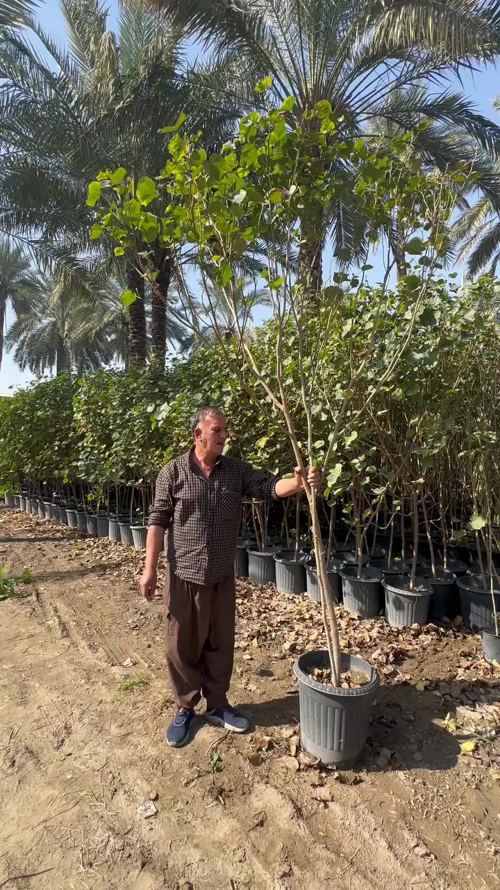 بِسْــــــــــــــــــمِ اللهِ الرَحْمَنِ الرَحِيْمِ

الهم صلي على محمد وال محمد

تم توفير اشجار كبيره 

1- قطمر الساحل خشن سندانه حجم (40)

2- قطمر الساحل سندانه حجم (19) 

3-البيزيا خشنه سندانه حجم(29)

4-البيزيا سندانه حجم (21)

5-فرجه البطل سندانه حجم (40)

📍موقع المشتل📍 بغداد الكريعات مجاور جامع ابو تراب

البيع جمله فقط..

للاستفسار ومعرفه الاسعار الاتصال على الأرقام 👇🏻👇🏻

***********

***********
