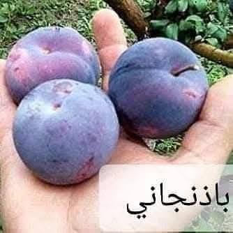 الو. ذهبي باذنجاني ودموي.
كل ٢ ب ٥.
للحجز والاستفسار الاتصال على الرقم *********** جاسم الخليفاوي العنوان الخالديه شارع العام مقابل بلديه الخالديه
