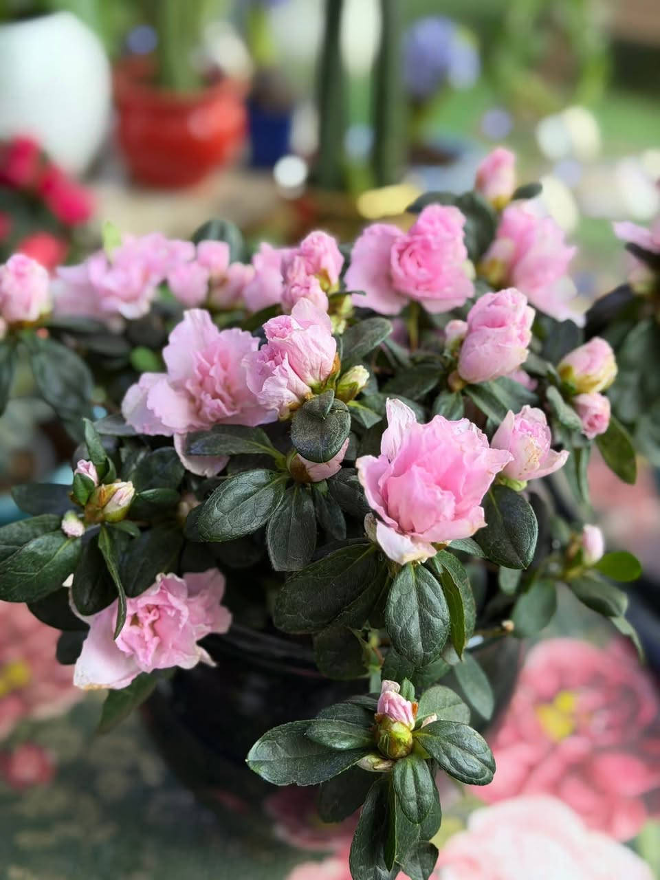 🌸 الأزاليا
نبتة زهرية بألوان جميلة 🌷
تحب الضوء غير المباشر، ري منتظم بدون تغريق، وجو معتدل.
مع العناية الصح، تزهر وتعطي شكل يفتح النفس 
✨


**إذا كنت صاحب هذا الإعلان وتريد حذفه لأي سبب، رجاءا أرسل رسالة إلى الدعم الفني**