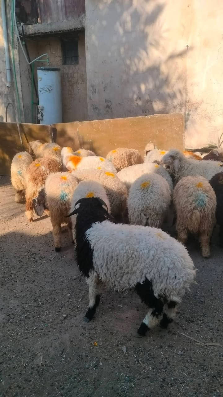 خرفان درجه اوله مال مجنوي حلوات مكفولات عله كل عيب شرط النصاحه العدد 25بيهن فطايم 5مكاني بيجي حي العصري الاتصال ع رقم ***********
