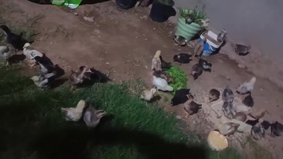 سلام عليكم
افراخ دجاح للبيع 
عمرهن اسبوعين 
هيت المشتل


**إذا كنت صاحب هذا الإعلان وتريد حذفه لأي سبب، رجاءا أرسل رسالة إلى الدعم الفني**