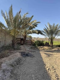 الكرغوليه • دونم • سند ٢٥ب
