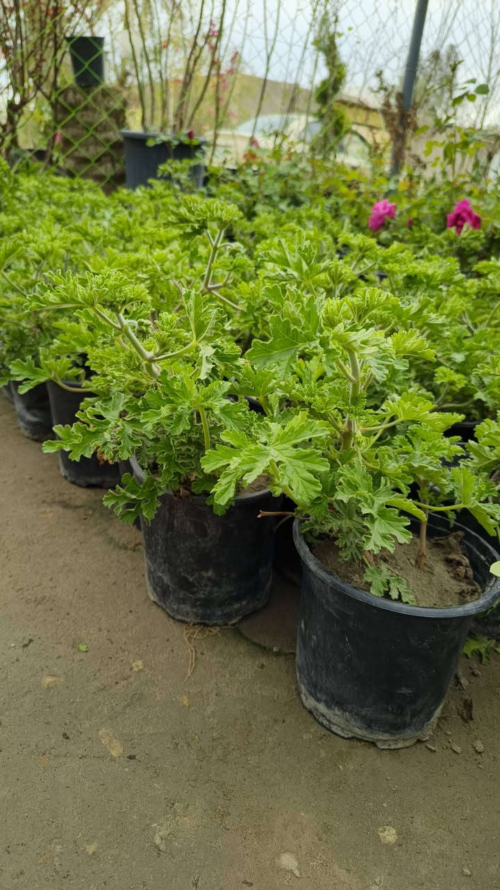 من رخصة الادمن نباتات ضليه وخارجيه التوصيل مجاني الحجز واتساب ***********
التوصيل فقط داخل كربلاء مجاني ما عندي توصيل محافضات
