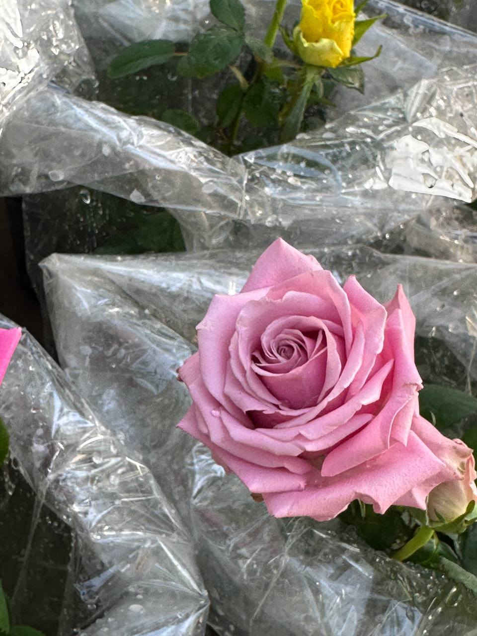 لديك مكان مشمس ومتهوي 
انصحك  بي الورد الجوري الهجين 
جمال واناقة لا تقاوم 🌹💐
 كل هاذ الجمال بس يم مشتل النورين 
#عنوانه_شارع_الغطاس_خلف_المجمع_السوري


**إذا كنت صاحب هذا الإعلان وتريد حذفه لأي سبب، رجاءا أرسل رسالة إلى الدعم الفني**