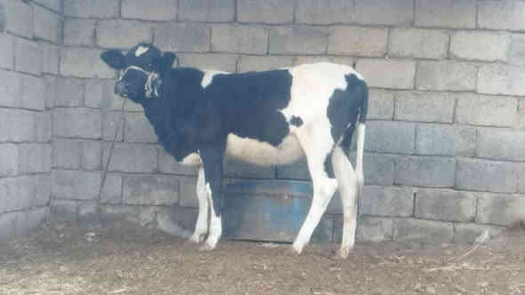 بسم الله ماشاء الله بچر كامله على باب صراف جنس درجه اولى زراعية  الاصليه خط اول نصاحه و اچالة فول   وين الرباطة وين اليدور حلال نضيف وبسعر مناسب 975 وبيهة مجال
المكان الشرقاط  الخضرانيه  
***********
