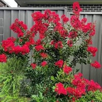 شتلات • ورد القهوة • بابل