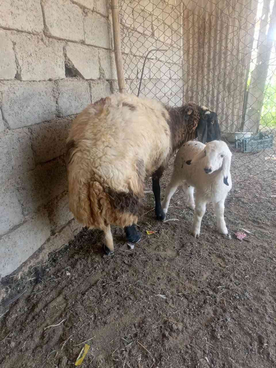 ورجينه مطفل وراها فطيمه صوره حيل حلوه
ثاني بطن   رقم واحد 

خشانه فول 

سمينه تطلع فوك ٤٥  كيلو الحم صافي

مكاني صلاح الدين بيجي قرب مطعم الزيتون

***********
