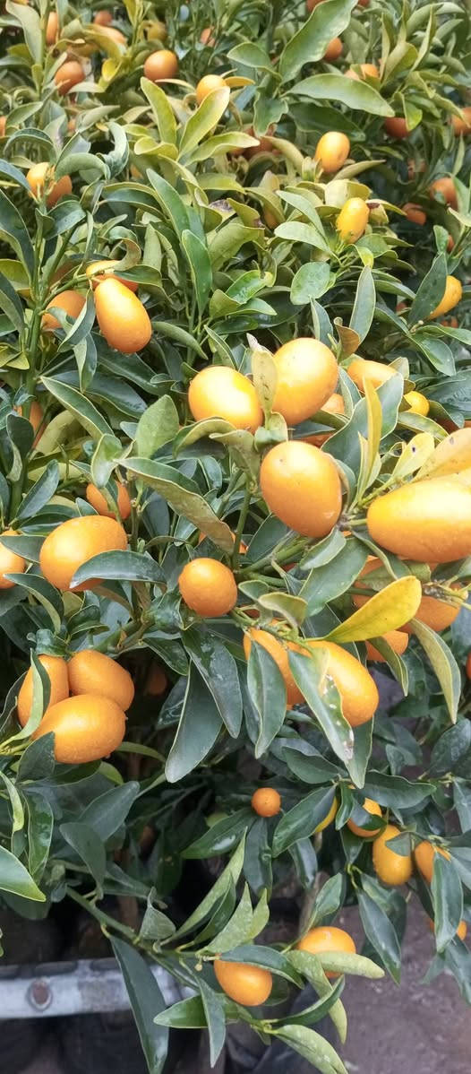 ❤﷽ ❤
#مشتل_طيبه_القائم_قرب_عيادة_الدكتوره_لمعان_... يرحب بزبائنه الكرام
تم بحمد الله...وصول وجبه جديده من البرتقال الياباني
.........🪴💐
»💞مشتل طيبه مجاور عيادة الدكتوره لمعان💞
✧════•❁❀❁•════✧
للحجز والاستفسار واتساب 
***********
✧════•❁❀❁•════✧
