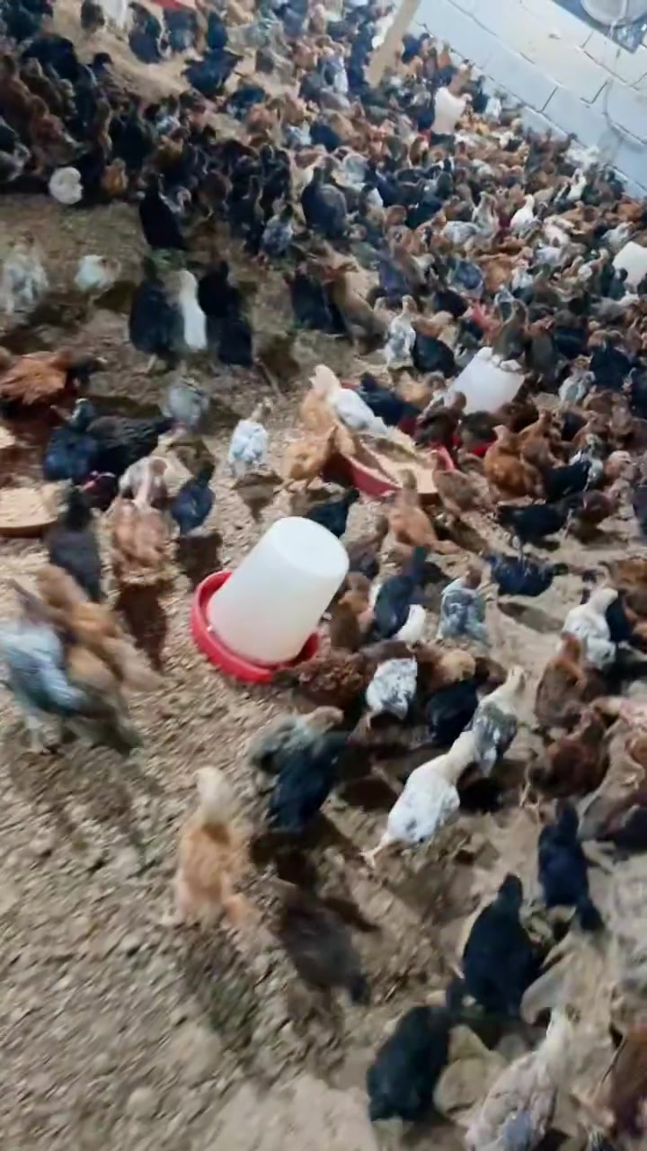 السلام عليكم متوفر دجاج عرب للبيع
صحة ١٠٠٪ العمر ٣٠ يوم 
سعر الزوج ٦٠٠٠ وبي مجال
العنوان بغداد المحمودية ناحية الرشيد
الاستفسار *********** واتساب
*********** يوجد توصيل
