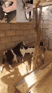 زوج عنوز جذاع وحده شرط اعشار حاطه على اولاد اربعه اشهر اعشارها عنز خشنه جمه مال بيت حلوه مال جناي
وين اللي يدور عنز حاطه على ميلاد على حظ راعيها فحص سونار بيها توم انا ابيع لك عنز احطاط خط اول
  
والثانيه وراها سخله مقوزه وتفضل حليب فوك بنتها 
عنز خشنه وحلوه مال بيت جمه كان وراها التوم واحد مات وواحد بقى وراها سخله مقوزه عنز اعشار على حظ راعيها
فوك بنتها عنز خط اول مجنوي  اللي يدور عنز درجه اولى
سعر الزوج 625 وبيها مجال الشراي يتصل ويتدلل
عنوان الانبار ناحيه كبيسه
يوجد توصيل حسب اتفاق داخل محافظه الانبار
*********** واتساب فقط
*********** اتصل فقط
