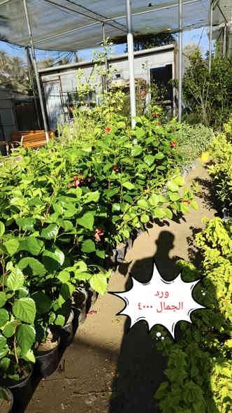 نباتات ضليه وخارجيه التوصيل مجاني لمناطق واحياء كربلاء فقط 
الحجز واتساب ***********
